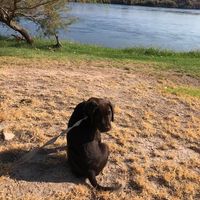 Colorado River Indian Tribe logo